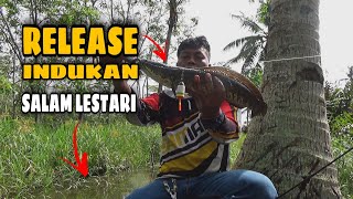 RELEASE INDUKAN GABUS HASIL MANCING II SALAM LESTARI