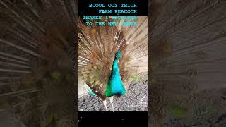 #peacock #beautiful #2024 #birds #unique #watch