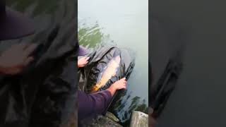 epic mirror carp getting released #carp #london #freshwaterfish #carpfishing #mirrorcarp #carpangler