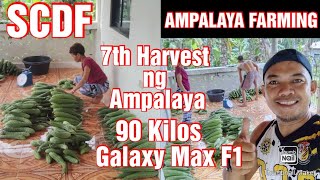 Ampalaya Farming || 7th Harvest ng Ampalaya Galaxy Max F1