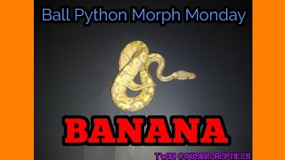 Banana :Ball Python Morph Monday S1 Episode 2