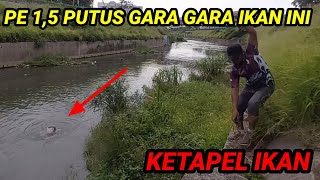 Senar PE 1,5 Putus Gara-Gara Gabus Monster ||KETAPEL IKAN ||