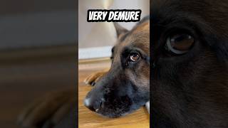 🙄🙄🤣🤣 #germanshepherd #demure #dog #funny #humor #shorts #trending #trend #lol #cute #yt #virals