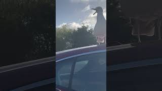 Attempting to feed a seagull #seagull #feedingbirds #ingoldmells #skegness #pickyeater