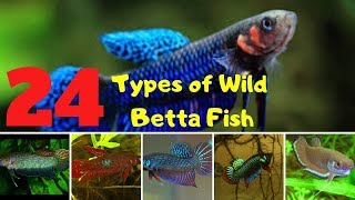 24 types of wild betta fish