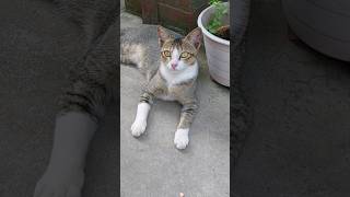 #cat #viral #trending #animals #shortsviral #shortsvideo