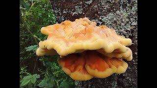 Laetiporus sulphureus, zis si puiul padurii...