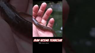 Disambar ikan uceng besar #mancing #fishing #microfishing