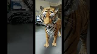 We explored #Google #AR #technology. Tiger at home-A super one to enjoy nature's wildlife beauty