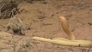 sanke vs mongoose fight #shorts #viral #trending