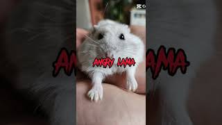 mijn hamster Tony ligt lekker😂🥰