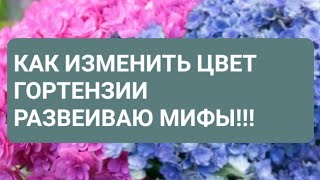 Как изменить цвет крупнолистной гортензии. Развеиваю мифы!!!