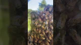 Bee Observation Hive at Lewis Adventure Farm & Zoo. #bees #honeybees #beehive #beehives #learning