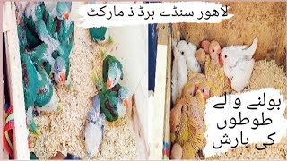 Sunday birds market Lahore Shalamar || bolna wala toto kee barish || #birds and animals vlogs