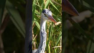 【#birdslife 】Grey heron