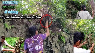 BERBURU BAHAN BONSAI DI TEBING DAPAT BABON KIROMBENG