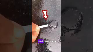 سائل اسود غريب يتحول الي اسماك بشكل غريب #shortvideo