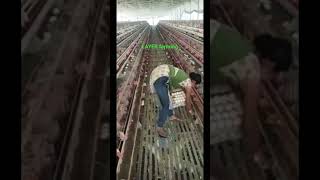 Egg collection morning| layer farming| buisness ideas| #booster jbs poultry