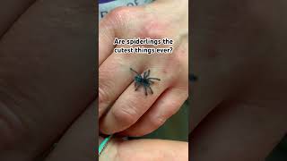 What Does a Baby Spider Look Like?🥰 Martinique Pink Toe (caribena versicolor) #spiders #tarantula