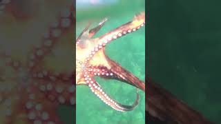 #aegean #cressi #fishing #fishingvideo #grecce #sea #spearfishing #2024 #octopus #pulpo