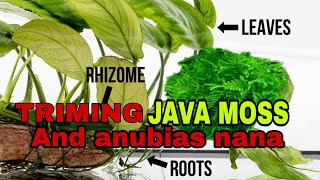 triming java moss anubias nana on the rock by aqua seener