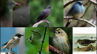 AVES  ENDÉMICAS  DE  CANARIAS