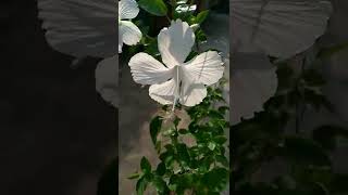 white 🌼🌼 hibiscus flower in my small garden 🏡🏡