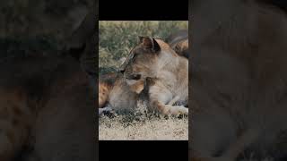 Wild animals from Kenya