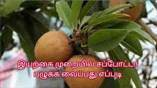 இயற்க்கை முறையில் சப்போட்டா பழம் பழுக்கவைத்தல் / Sapota ripening method tamil