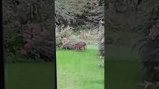 Muntjac deer fawn nursing #wildlife #fawn #deer #nursing