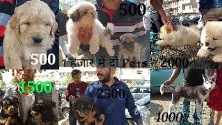 ₹ 1000 में दो Dogs with Contact 🔥🔥Cheapest Dogs for Sale / Free Home Delivery #ritikdogkennel #like