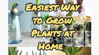 Easiest Way to Grow Top Plants at Home||Balcony||Corridor ideas|Home Decor ideas in Small Space