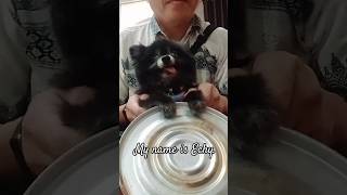 Little Drummer Dog 🐕 9 Years Old All Black Mini Pom #shorts #cute #funny #fun #dog #pets #love #home