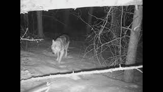 Trail Camera Wolves - 3rd of 3