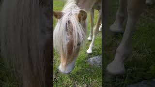 Wild Ponies of Grayson Highlands, VA