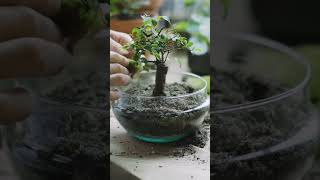 Roots of Change 🌱: Growing Trees to Save Our Planet 🌍#trees #earth