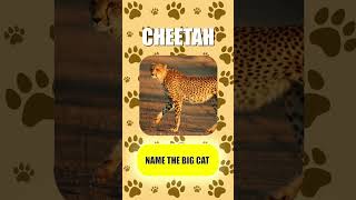 Name 5 BIG CATS #short