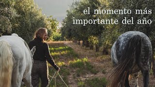 Llevamos TRES AÑOS esperando esto - Dos hermanas solas cuidando de un olivar en España