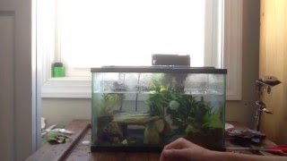 Easy Newt Tank Setup!