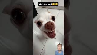 She want to me or to bite me🤣🤣?? #dog #mreviatar #pets #doglady #chihuahua #shorts #funny #ytshorts