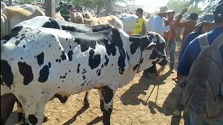 Vamos Ver O Preço Dos Animais na Feira De Gado De Tabira PE 9/10 de 2024