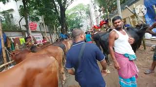 Qurbani Eid Special VLOG 2024 | Eid Mubarak ( ঈদ মোবারক | Komlapur Cattle Market কমলাপুর গরুর হাট