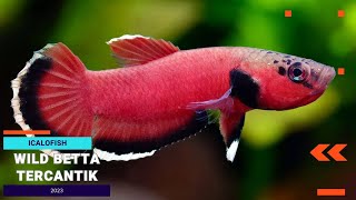 3 Jenis Wild Betta Atau Cupang Alam Tercantik Di Dunia