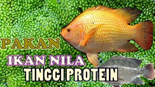 BUDIDAYA PAKAN IKAN ORGANIK TINGGI PROTEIN LEMNA MINOR