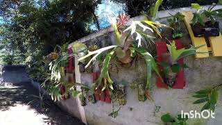 Cultivo de Platycerium e orquídeas em tronco pet baixa e alta umidade