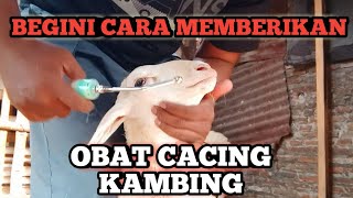 CARA MUDAH MEMBERIKAN OBAT CACING #obatcacingalami #obatcacing #paksukis #kambingcacingan