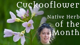 Cuckooflower (Irish Herb of the Month) - Diary of a Ditch Witch