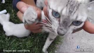 mis gatitos bebes salen por primera vez a conocer el jardin