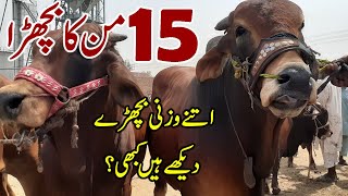 Cattle Market Sheikhupora | Cattle Market Karachi | Bakra Eid 2021 | Qurbani Cows |Murad Ali Rehmani