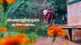 തക്കാളിയുടെ കൗരവജന്മം ❤️| സാരംഗിലേ തക്കാളിക്കൃഷി | Tomato Farming | Sarang Family | Dakshina